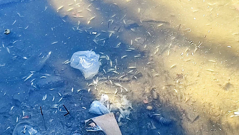 Kuraklık balıkları vurdu