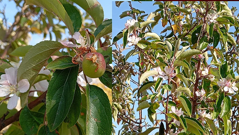 Malatya'da elma ağacı çiçek açıp meyve verdi