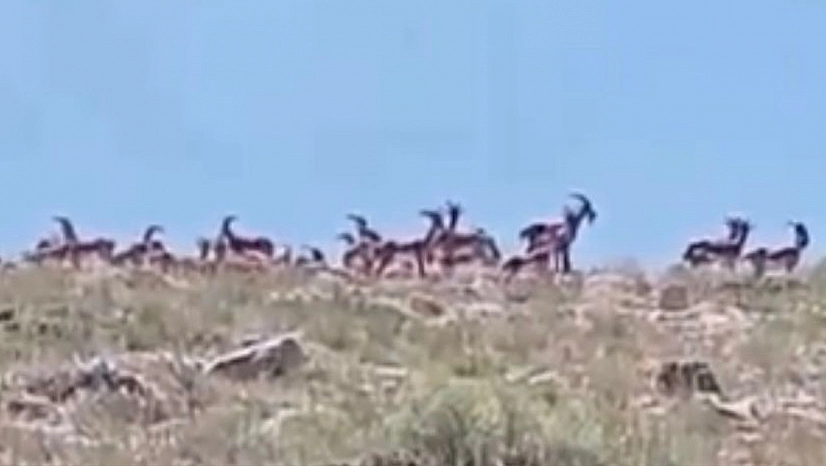 Malatya'da sürü halindeki yaban keçileri görüntülendi