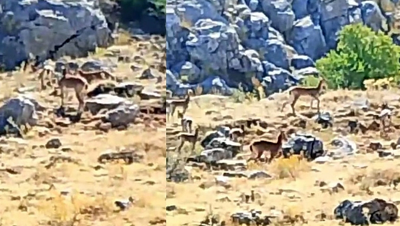 Malatya'da sürü halindeki yaban keçileri görüntülendi