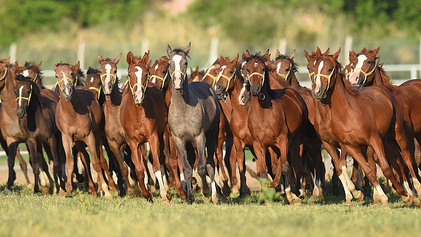Malatya'nın şampiyon adayı Arap tayları İstanbul'da satışa çıkıyor