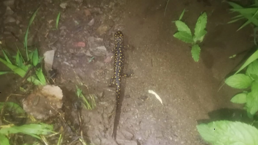 Palu'da nesli tükenmekte olan benekli semender görüntülendi