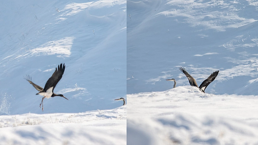 Şaşırtan manzara: Göç etmeyen kara leylekler Elazığ'da görüntülendi