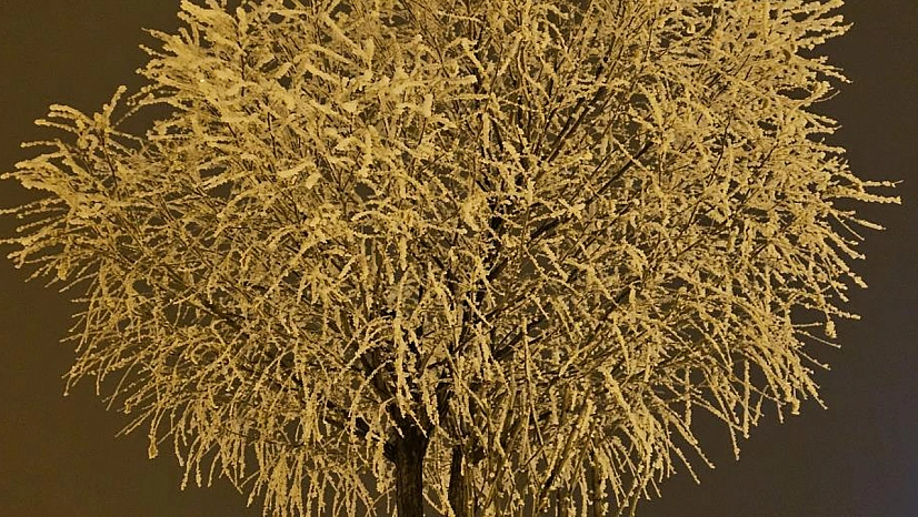 Soğuk gece Elazığ'da ağaçları beyaza boyadı