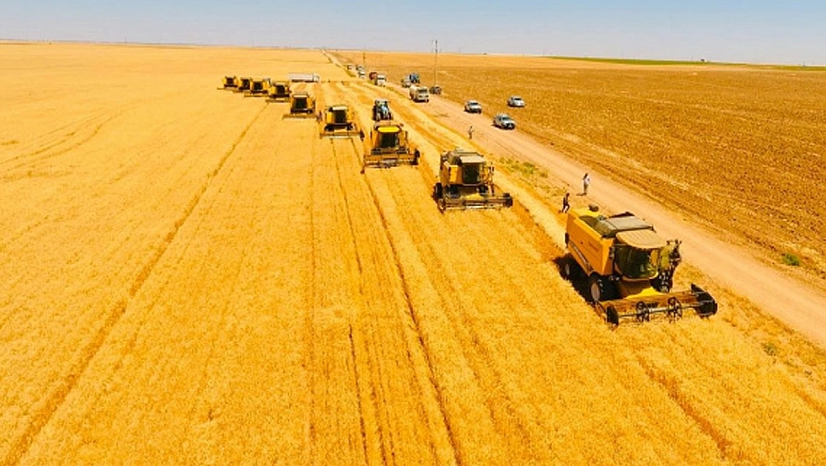 TİGEM'den 2025 hasat sezonunda 303 bin tonluk hububat katkısı