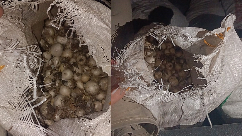 Tunceli'de Dağ Sarımsağı kaçakçılığı: 557 bin TL idari para cezası kesildi