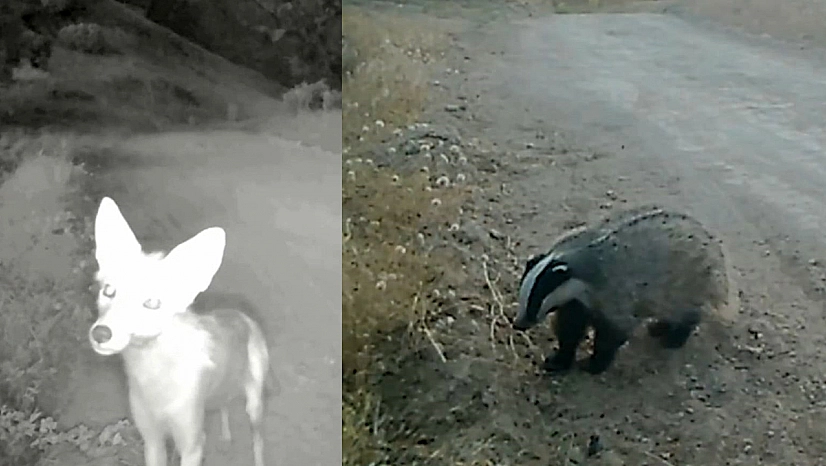 Tunceli'de fotokapanlara yansıyan doğal anlar