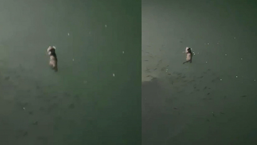 Tunceli'de su samuru görüntülendi