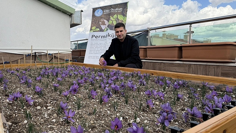 Ülkü Ocakları Genel Merkezi'nin Terasında Safran Hasadı
