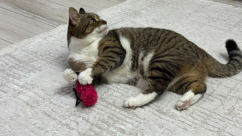 Uzmandan evcil hayvanlarda aşı uyarısı