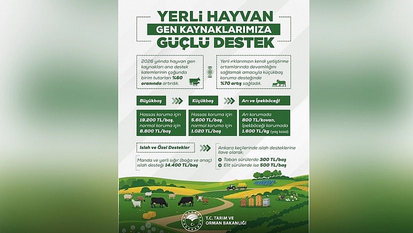 Yerli hayvan gen kaynaklarına destekler artırıldı