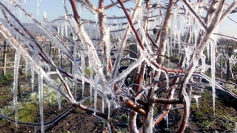 Zirai don desteğinde yeni ödeme