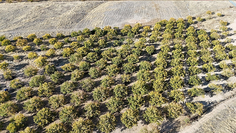 Zirai dondan etkilenen kayısı ağaçları gelecek yıl için umut veriyor