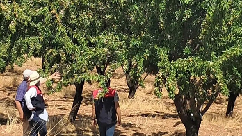 Ağın'da badem bahçeleri mercek altında