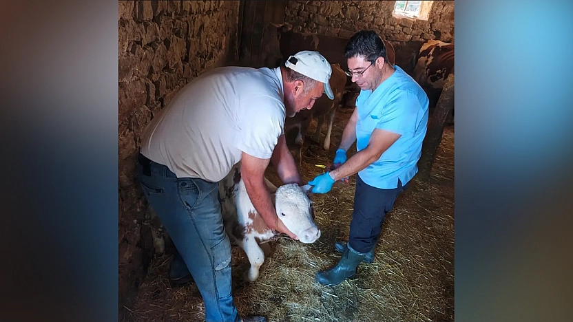 Ağın'da büyükbaş hayvanlarda aşılama ve küpeleme çalışması