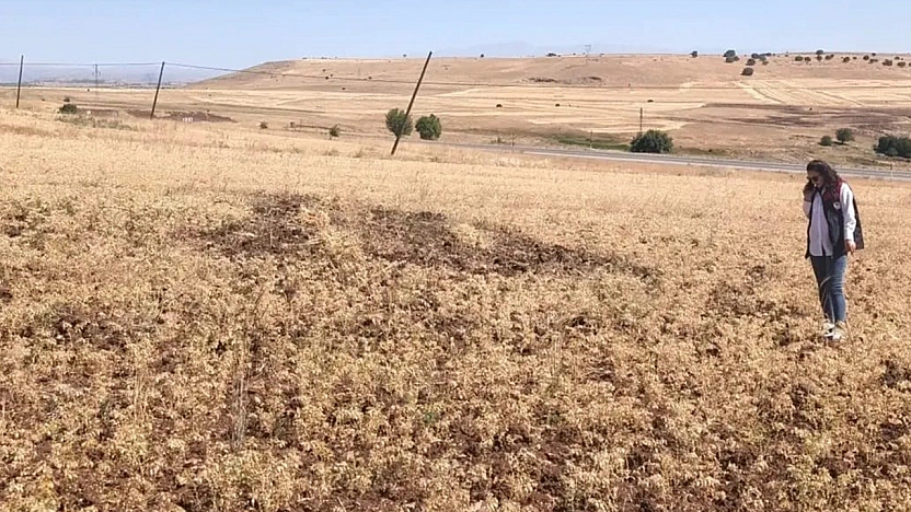 Ağın'da tüylü nohutta hasat bereketi