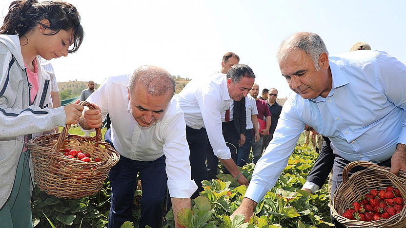 Altıntarla Köyü'nde Çilek hasadı gerçekleştirildi