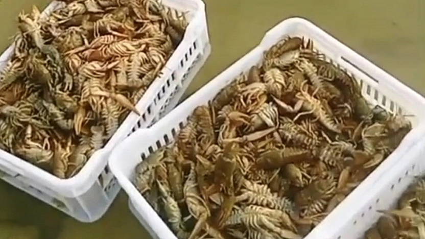 Balıkçıların kerevit kaygısı