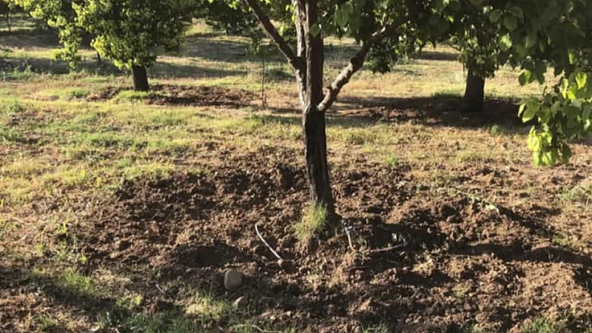 Baskilli çiftçiye yaban domuzu darbesi
