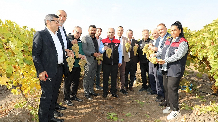Elazığ bağlarında hasat zamanı: Hoşköy'de üreticiler bir araya geldi