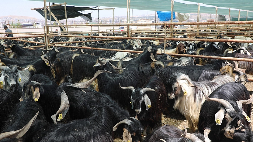 Elazığ Belediyesi, kurban satış ve kesim alanını açıkladı