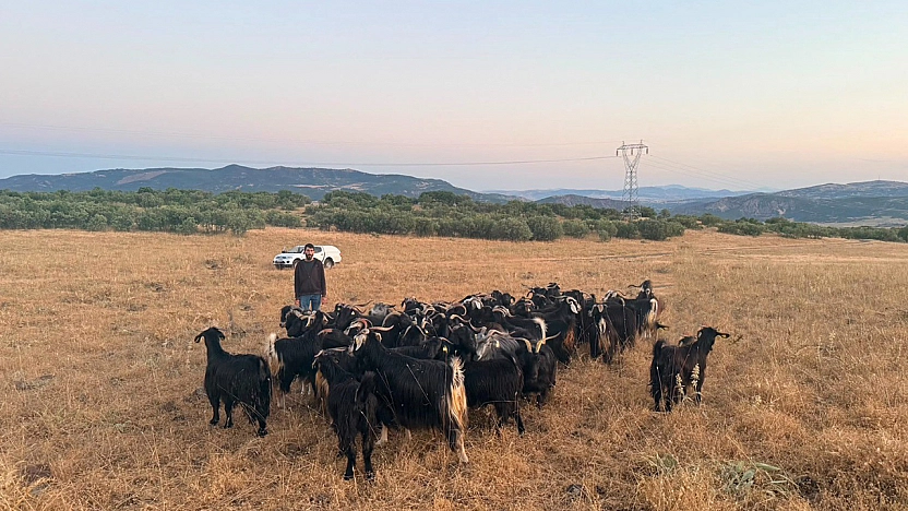 Elazığ'da 30 keçi dronla bulundu