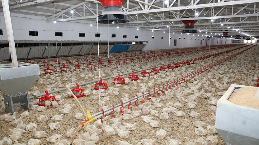 Elazığ'da 4,9 Milyon TL hibe desteğiyle piliç üretim kapasitesi artırıldı