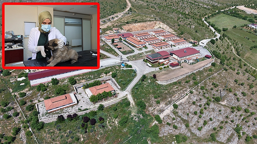 Elazığ'da 9 yılda 15 bin 368 sokak hayvanına şifa oldular