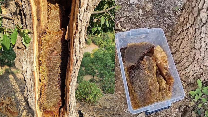 Elazığ'da ağaç gövdesinden kilolarca bal çıktı