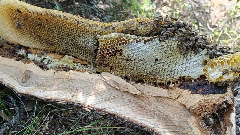 Elazığ'da ağaç kovuğundan kilo kilo bal çıktı