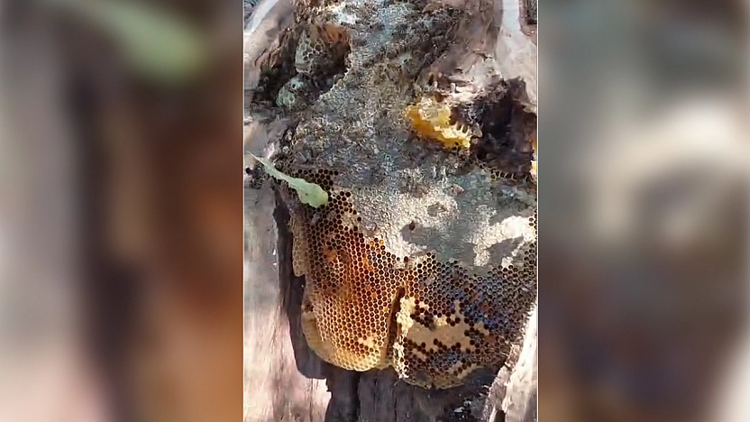 Elazığ'da ağaçtan bal hasadı: 13 kilo bal çıktı
