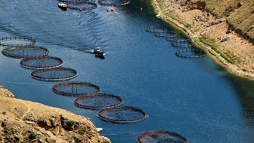 Elazığ'da alabalık ve tavuk eti ihracatı 2025'te rekor kırdı