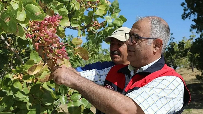 Elazığ'da Antep Fıstığı hasadı başladı