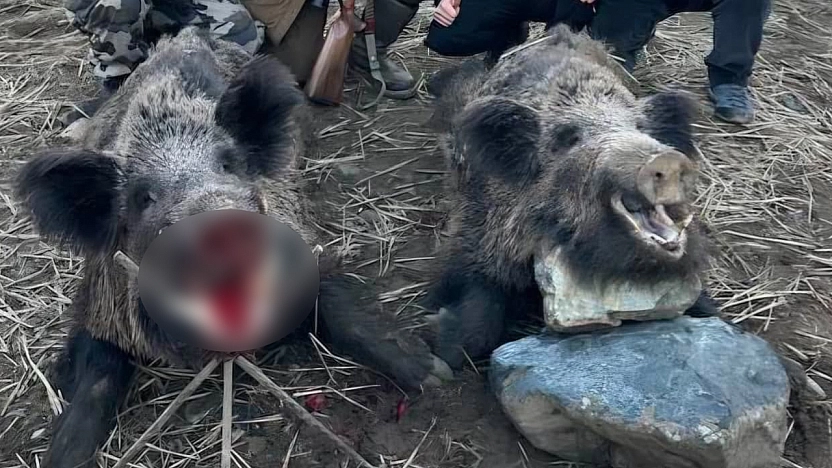 Elazığ'da avcılar 200 kiloluk 2 domuz avladı