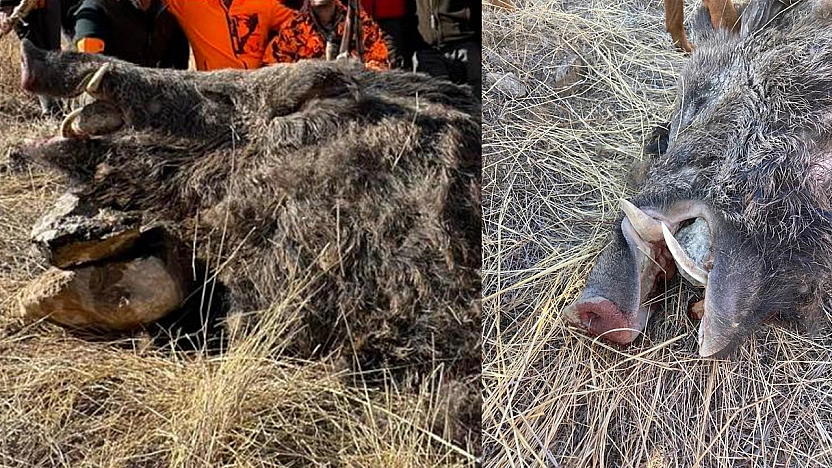 Elazığ'da avcılar 250 kiloluk domuz avladı
