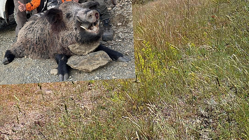 Elazığ'da avlandı: Görenler gözlerine inanamadı