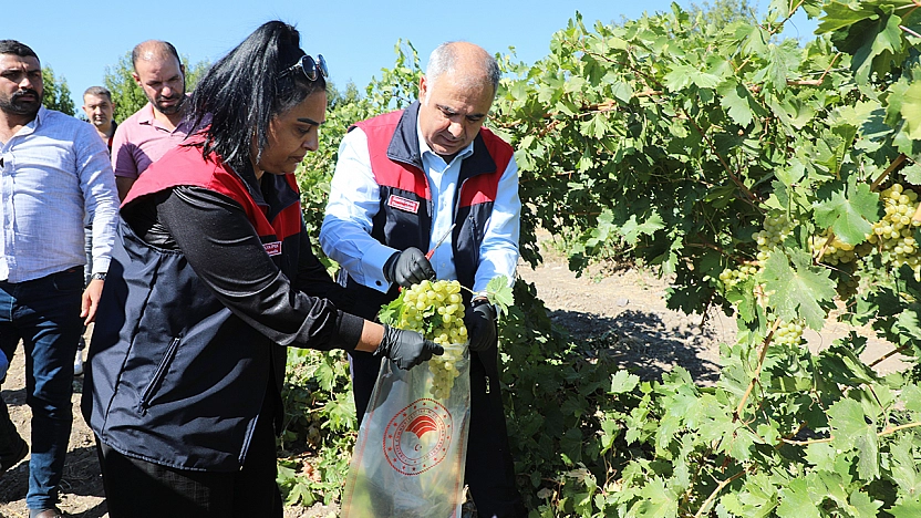 Elazığ'da bağlarda EKÜY çalışmaları sürüyor: 1.400 dekar alan denetim altında