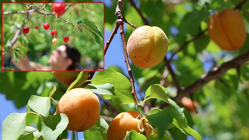 Elazığ'da bereket dönemi