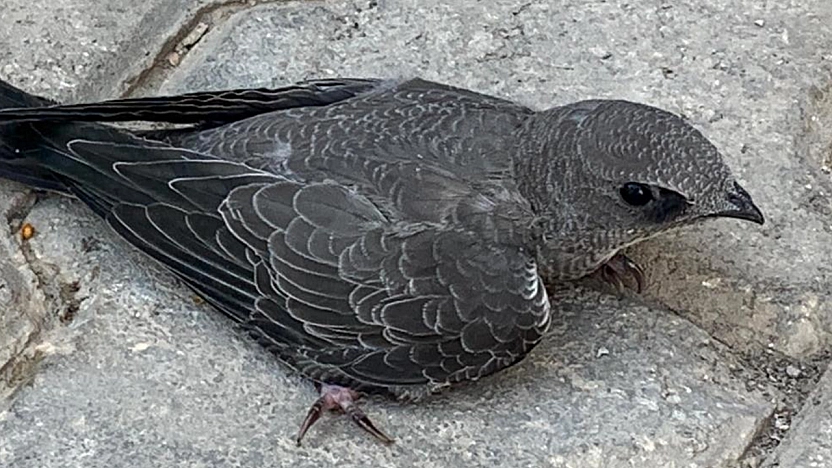 Elazığ'da bir vatandaş Ebabil kuşunu koruma altına aldı