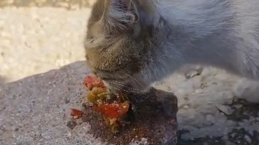 Elazığ'da bu kedi menemene hayır diyemedi
