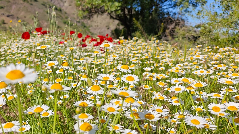 Elazığ'da bugün hava nasıl olacak? (20.06.2025)