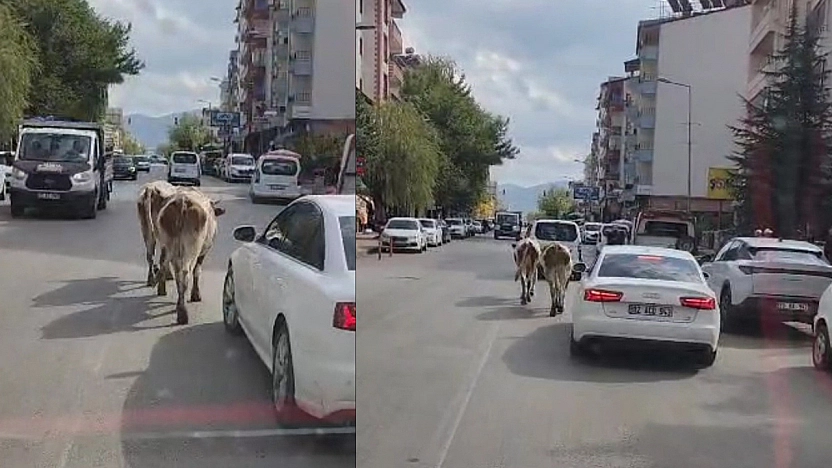 Elazığ'da caddeye çıkan inekler sürücülere zor anlar yaşattı