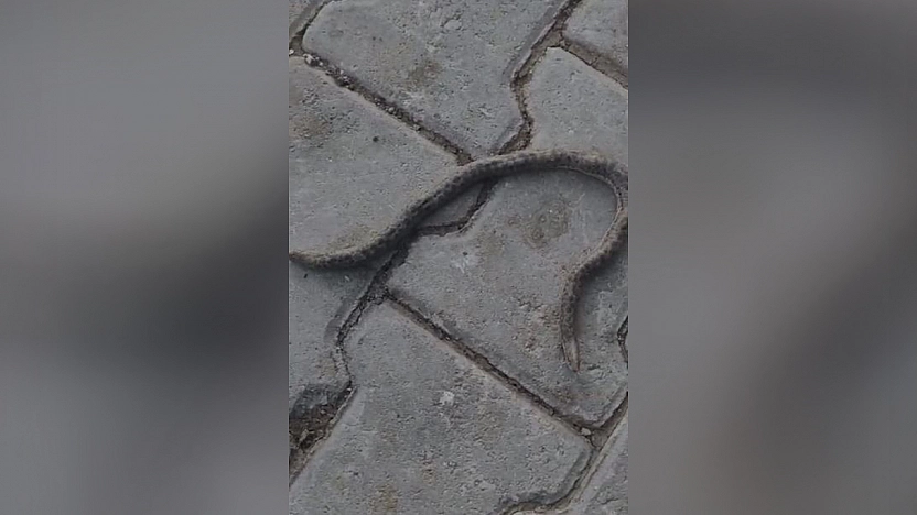 Elazığ'da çift başlı yılan tedirgin etti