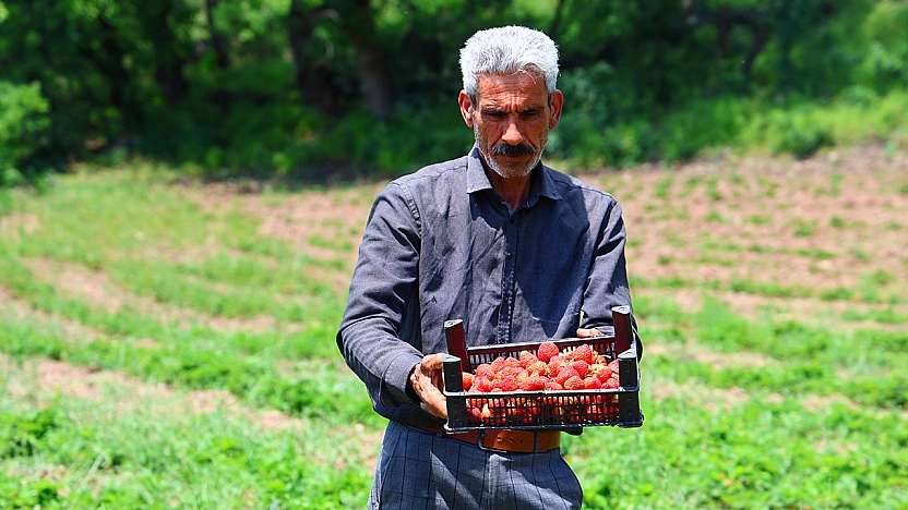 Elazığ'da çilek hasadı başladı