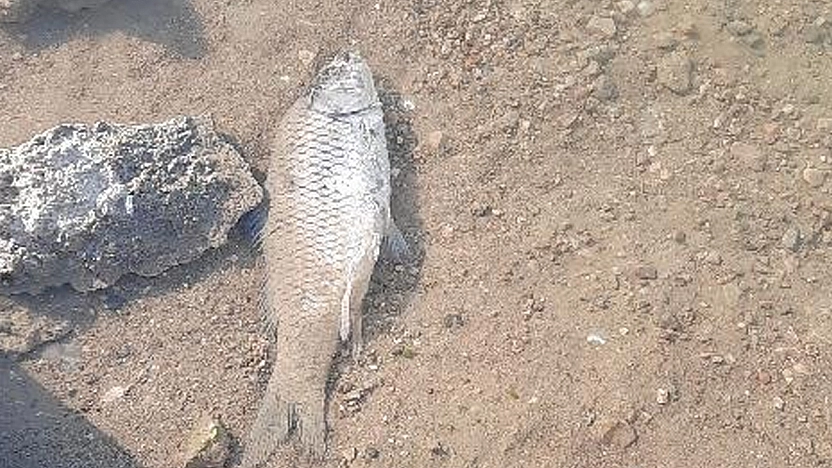 Elazığ'da Cip Baraj Gölü alarm veriyor: Sular çekildi, balıklar telef oldu