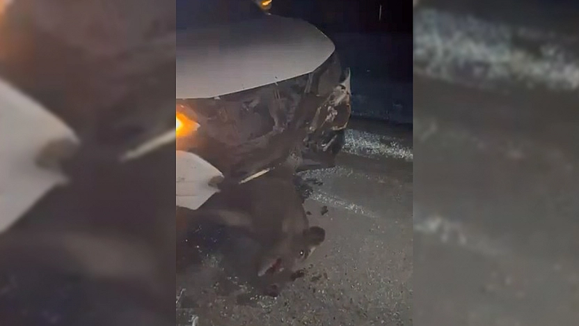 Elazığ'da cip domuza çarptı: 1 Hayvan telef, araç hasarlı