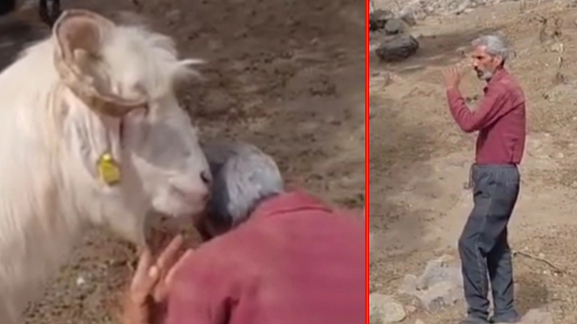 Elazığ'da çobanın 'Kim Yedi?' sorusuna keçiden ilginç yanıt