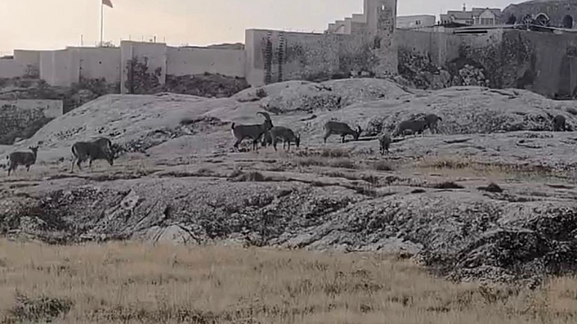 Elazığ'da dağ keçileri sürü halinde ortaya çıktı