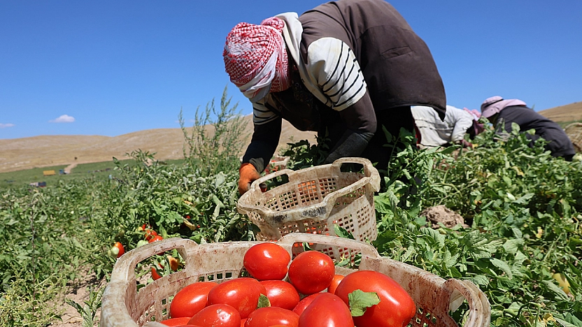 Elazığ'da domates hasadı hız kesmeden sürüyor: 20 bin ton rekolte bekleniyor