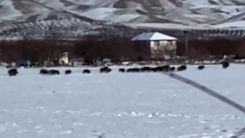 Elazığ'da domuz sürüsü kamerada